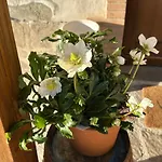 Casa vacanze Locazione Turistica A Casa Di Viola *