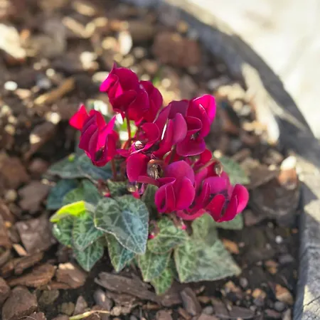 Holiday home Locazione Turistica A Casa Di Viola Orvieto