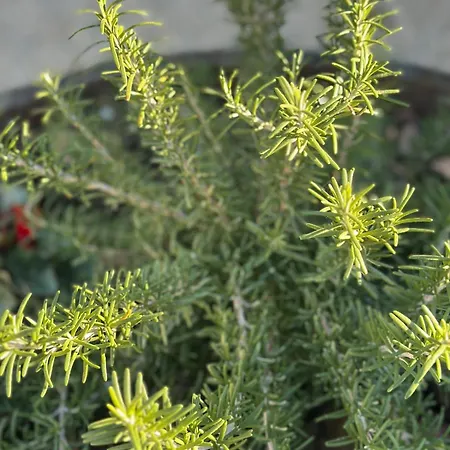 Locazione Turistica A Casa Di Viola Holiday home