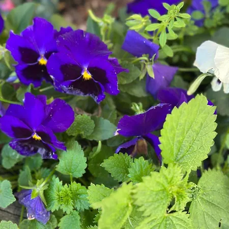 Locazione Turistica A Casa Di Viola