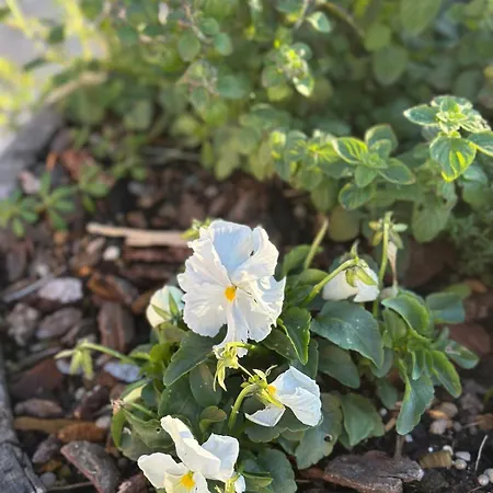 Locazione Turistica A Casa Di Viola Orvieto