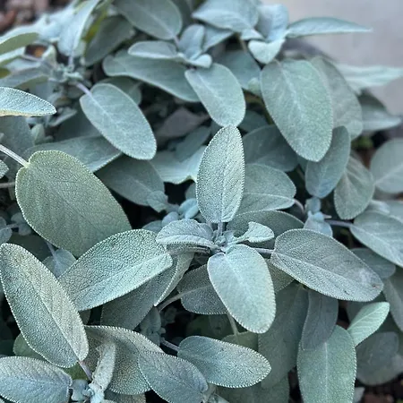 Vakantiehuis Locazione Turistica A Casa Di Viola