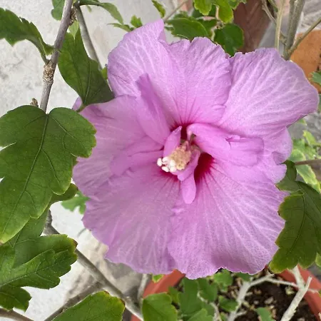 Locazione Turistica A Casa Di Viola オルヴィエート