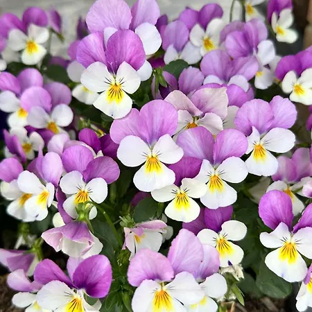 Locazione Turistica A Casa Di Viola Ferienhaus *