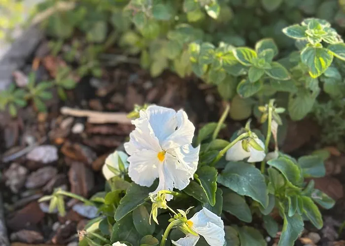 Locazione Turistica A Casa Di Viola Orvieto