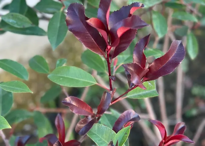Casa de Férias Locazione Turistica A Casa Di Viola Orvieto