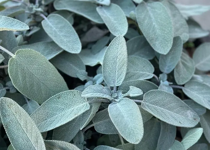 Casa de Férias Locazione Turistica A Casa Di Viola
