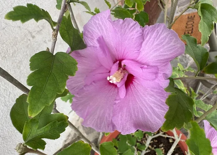 Locazione Turistica A Casa Di Viola Orvieto